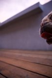 L.A. Vibes - Bulldog Bliss