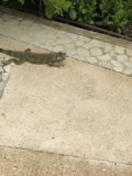 Sidewalk Encounter