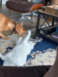 Furry Friends Unleashed
