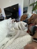 Furry Friends on Cozy Blanket