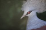 Majestic Crane Bird with Red Eyes