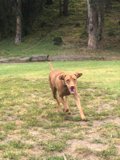 Running Vizsla amidst a Grove of Trees