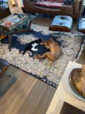 Furry Friends Relaxing in San Francisco Living Room