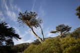 The Sky-Kissing Eucalyptus: An Afternoon at SF Zoo