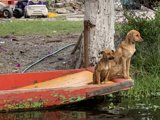 Canine Cruise