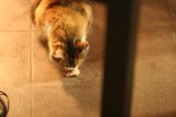 Floor Feast