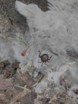 Brown Spider in White Web Funnel