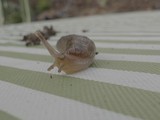 Garden Snail Crossing Weathered Wooden Decking
