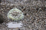 Green Sea Anemone Stranded at Low Tide