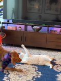 Playful Pals in the Living Room