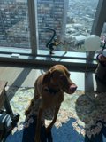 Relaxing Vizsla