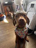 Birthday Pup