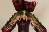 Delicate Orchid Blossom