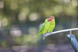Two Parakeets Perched on Metal Pole