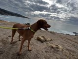 Rocky Beach Adventure with My Loyal Vizsla