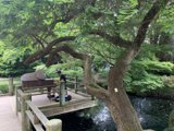 Piano Serenade on the Pond Bridge