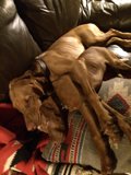 Canine Comfort on the Couch