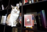 Shelf-Sitting Cat