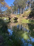 Ducks and Trees at Golden Gate Pond