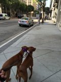 Two Canines on a Sidewalk Stroll