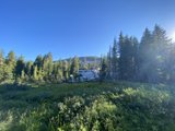 Majestic Conifers in Desolation Wilderness
