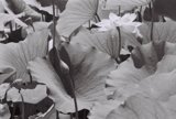 Serenity in Shades of Gray