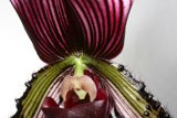 Vibrant Orchid Close-Up
