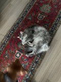 Furry Friends at Home
