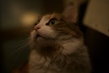 Nighttime Curiosity