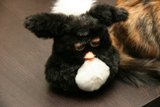 Black and White Plush Bear