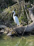Graceful Heron on a Fallen Branch