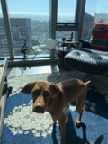 City Pup's Perfect View