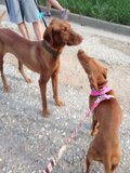 Two Dogs Enjoying a Walk in Angeles National Forest