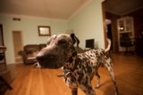 Dalmatian Takes Over Living Room