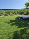 Tranquility at Apple Park