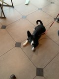 Leashed Pup