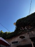 Ivy-covered Shelter in Berkeley