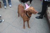 Birthday Pup on the Sidewalk