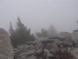 Foggy Evergreen Wilderness