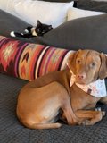 Furry Friends on the Couch