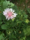 Pink Flower with Lush Green Foliage