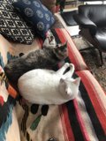Feline Frenzy on the Couch