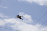 Flying Black-Necked Stilt