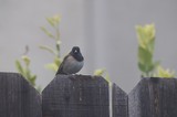 Dark-Eyed Junco Perched on Weathered Wooden Fence