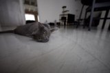 The Lazy Manx