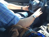 Doggy Co-Pilot