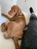 Cozy Companions