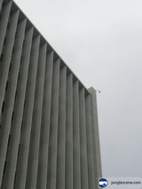 Urban Avian Adventure
