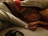 Cozy Canine Couch