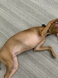 Canine Relaxation